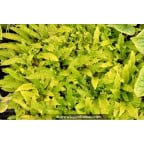 BLECHNUM spicant BLECHNUM spicant