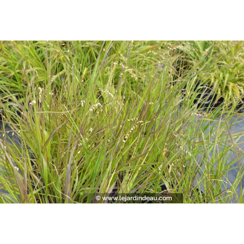 MELICA nutans MELICA nutans