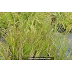 MELICA nutans MELICA nutans