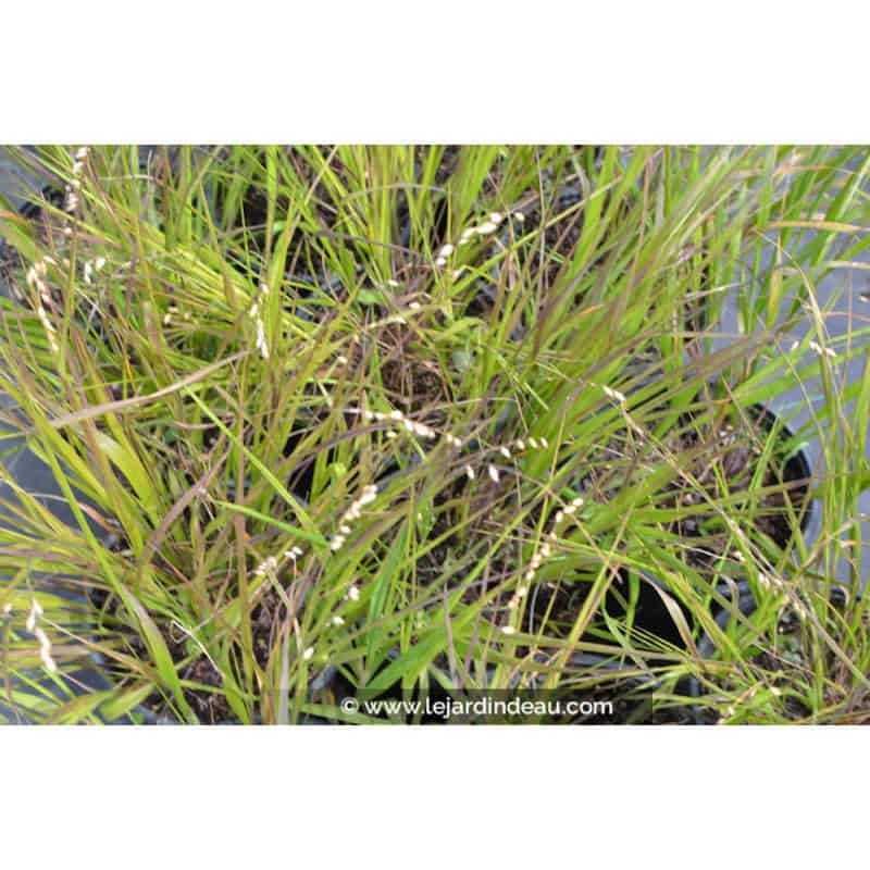 MELICA nutans MELICA nutans