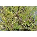 MELICA nutans MELICA nutans