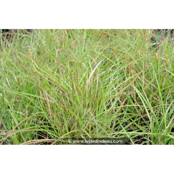Miscanthus sinensis  'Yakushima Dwarf'