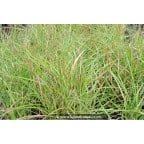 Miscanthus sinensis  'Yakushima Dwarf'