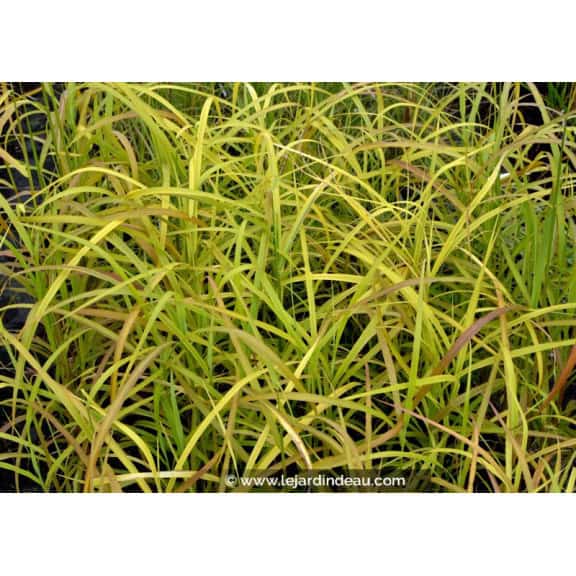 MISCANTHUS  sinensis 'Afrika'