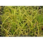 MISCANTHUS sinensis 'Afrika' MISCANTHUS sinensis 'Afrika'