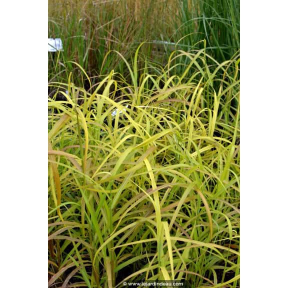 MISCANTHUS  sinensis 'Afrika'