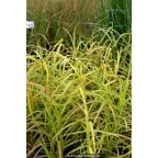 MISCANTHUS sinensis 'Afrika' MISCANTHUS sinensis 'Afrika'