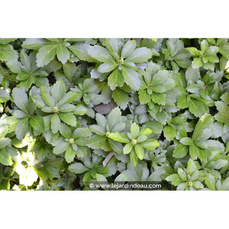 PACHYSANDRA terminalis PACHYSANDRA terminalis