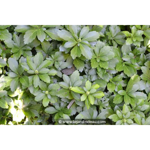 PACHYSANDRA terminalis