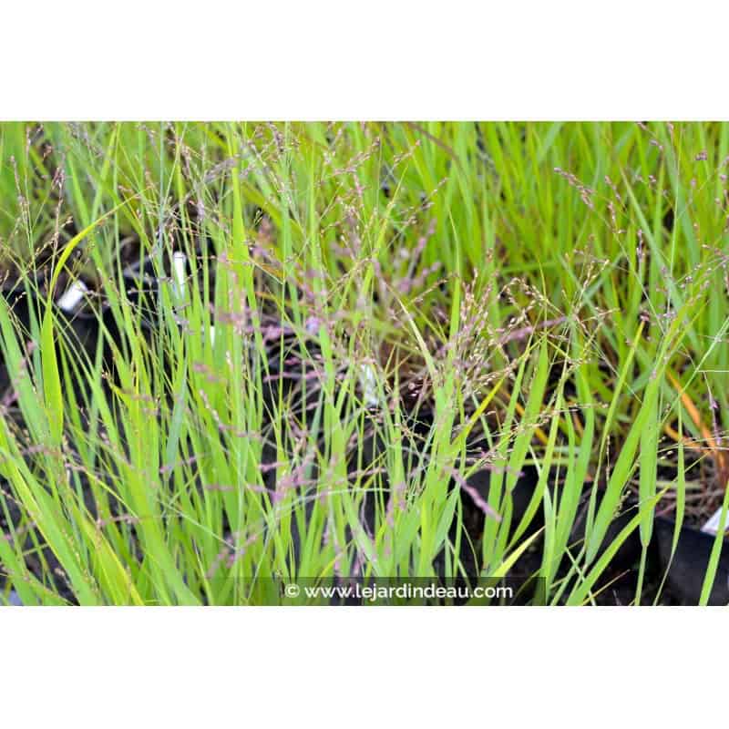 PANICUM miliaceum PANICUM miliaceum