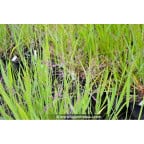 PANICUM miliaceum PANICUM miliaceum