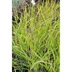 PANICUM virgatum 'Shenandoah' PANICUM virgatum 'Shenandoah'