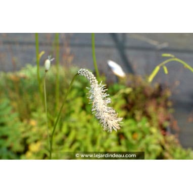 SANGUISORBA tenuifolia var. alba - Sanguisorbe officinale / Grande Primprenelle