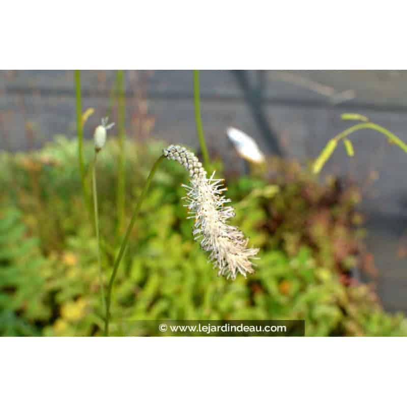 SANGUISORBA tenuifolia var.alba SANGUISORBA tenuifolia var.alba
