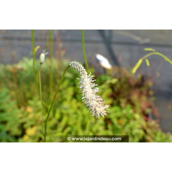 SANGUISORBA tenuifolia var.alba