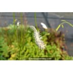 SANGUISORBA tenuifolia var.alba SANGUISORBA tenuifolia var.alba