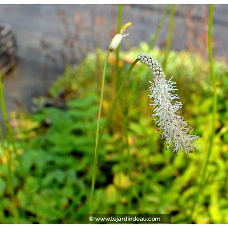SANGUISORBA tenuifolia var.alba SANGUISORBA tenuifolia var.alba