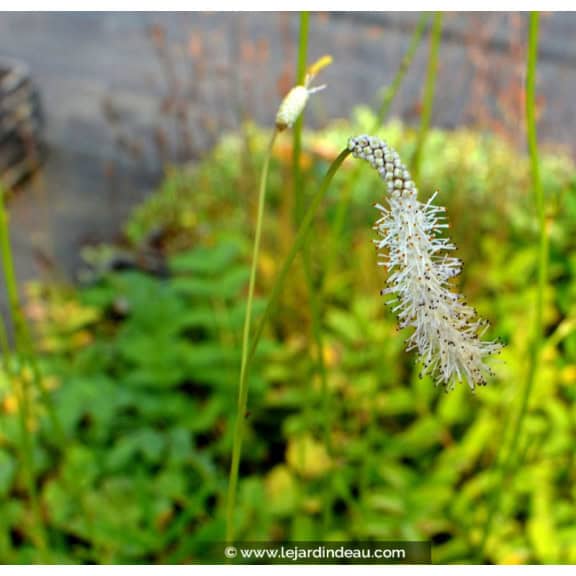 SANGUISORBA tenuifolia var.alba