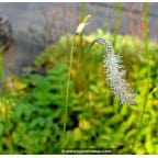SANGUISORBA tenuifolia var.alba SANGUISORBA tenuifolia var.alba