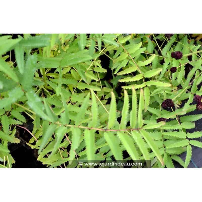 SANGUISORBA tenuifolia 'Purpurea' SANGUISORBA tenuifolia 'Purpurea'