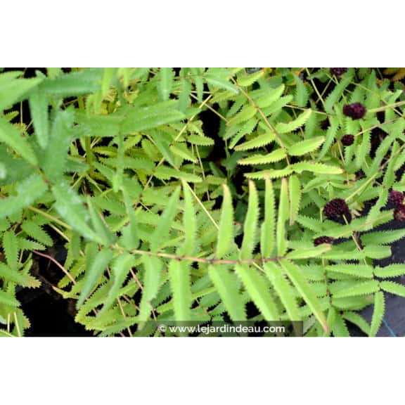 SANGUISORBA tenuifolia 'Purpurea'