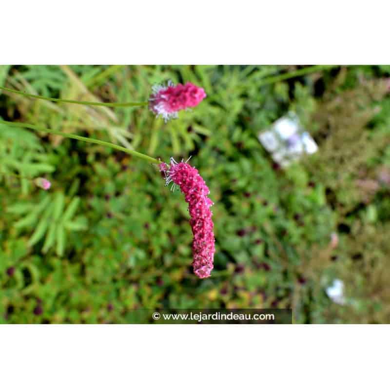 SANGUISORBA tenuifolia 'Purpurea' SANGUISORBA tenuifolia 'Purpurea'