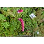 SANGUISORBA tenuifolia 'Purpurea' SANGUISORBA tenuifolia 'Purpurea'