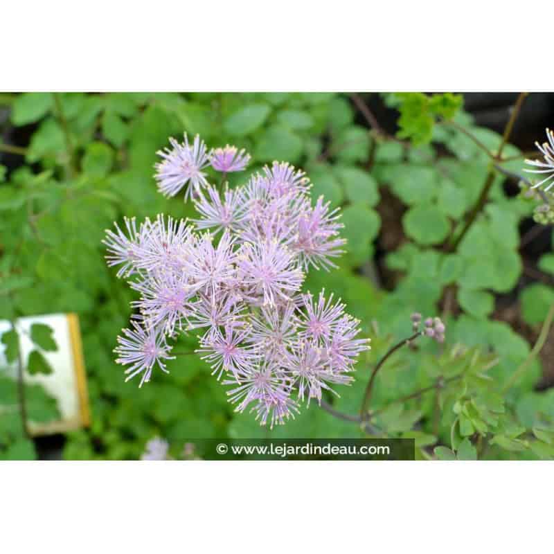 THALICTRUM aquilegifolium THALICTRUM aquilegifolium