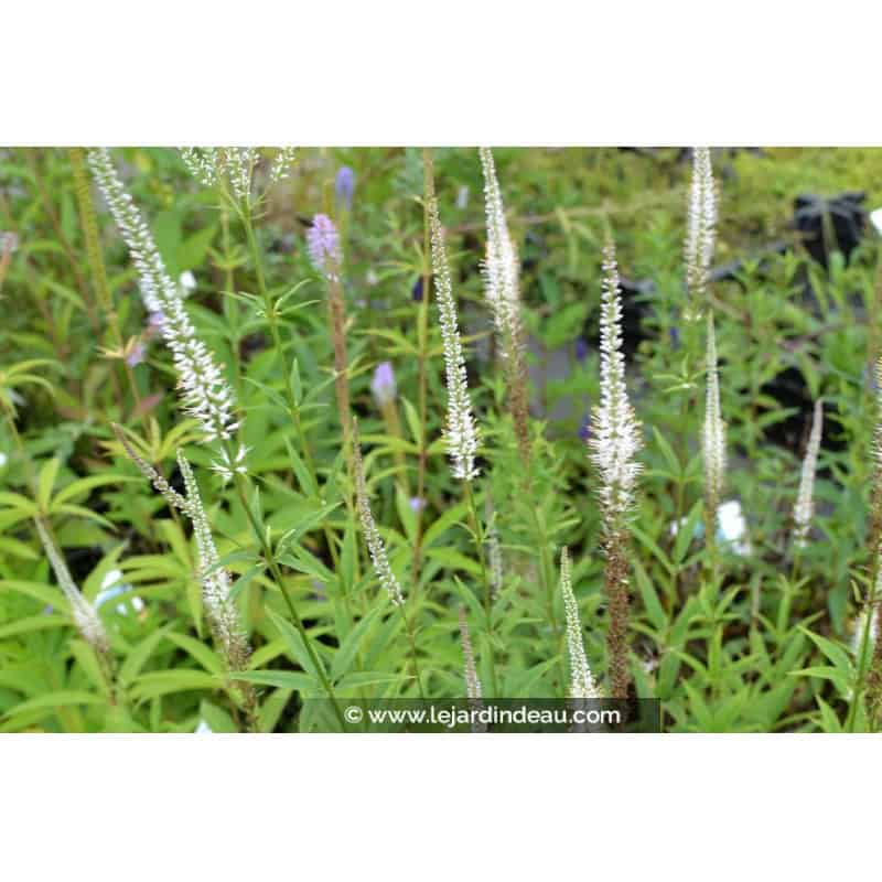 VERONICASTRUM virginicum 'Album' VERONICASTRUM virginicum 'Album'