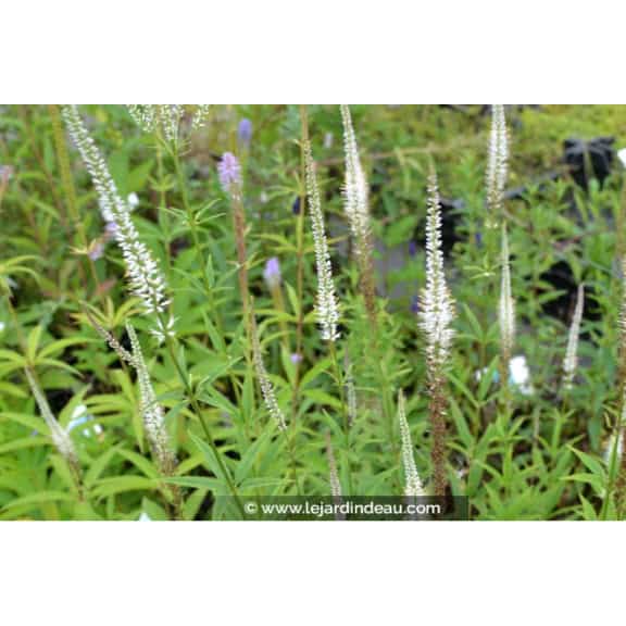 VERONICASTRUM virginicum 'Album'