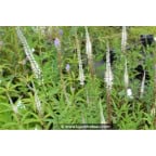 VERONICASTRUM virginicum 'Album' VERONICASTRUM virginicum 'Album'