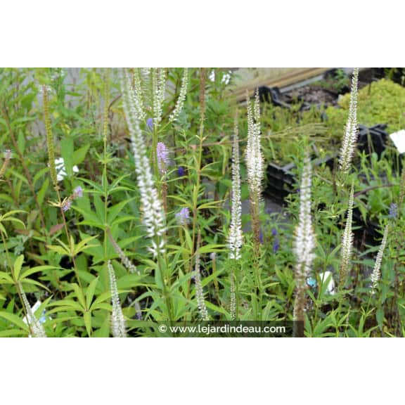 VERONICASTRUM virginicum 'Album'