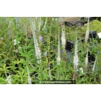 VERONICASTRUM virginicum 'Album' VERONICASTRUM virginicum 'Album'