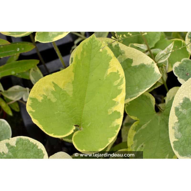 BRUNNERA macrophylla 'Hadspen Cream' BRUNNERA macrophylla 'Hadspen Cream'