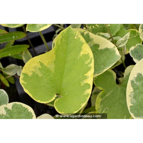 BRUNNERA macrophylla 'Hadspen Cream'