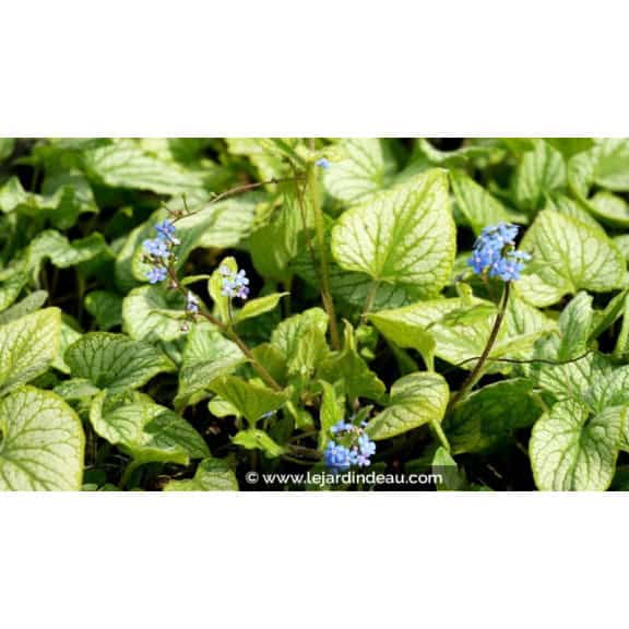 BRUNNERA macrophylla 'Hadspen Cream'
