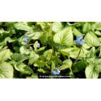 BRUNNERA macrophylla 'Hadspen Cream' BRUNNERA macrophylla 'Hadspen Cream'