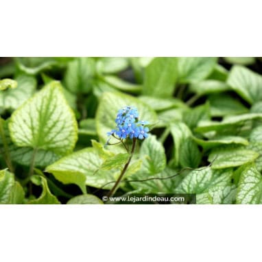BRUNNERA macrophylla \'Hadspen Cream\' - Myosotis du Caucase \'Hadspen Cream\'