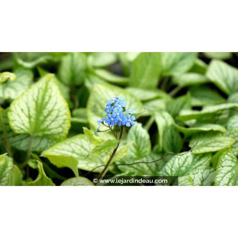 BRUNNERA macrophylla 'Hadspen Cream' BRUNNERA macrophylla 'Hadspen Cream'