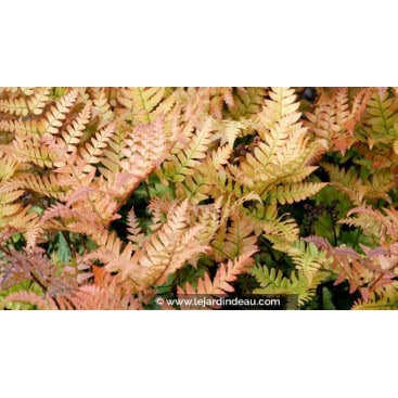 DRYOPTERIS erythrosora - Foug&egrave;re cuivr&eacute;e