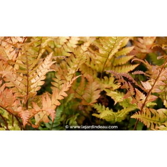 DRYOPTERIS erythrosora