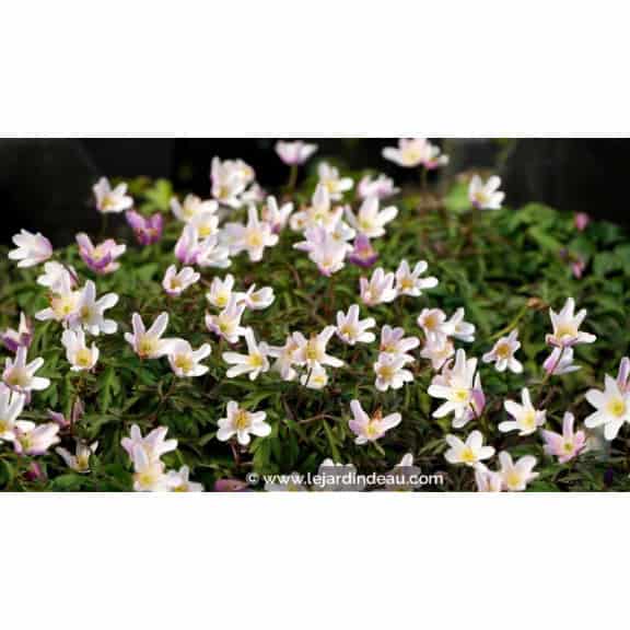 ANEMONE nemorosa