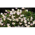 ANEMONE nemorosa ANEMONE nemorosa