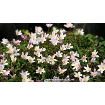 ANEMONE nemorosa - anémone des bois