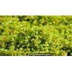 LYSIMACHIA tenella LYSIMACHIA tenella