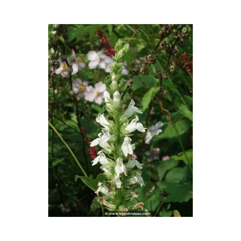 LOBELIA siphilitica 'Alba' LOBELIA siphilitica 'Alba'