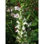 LOBELIA siphilitica 'Alba' LOBELIA siphilitica 'Alba'