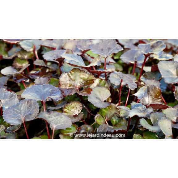 LIGULARIA 'Pandora'&reg;