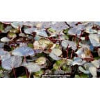 LIGULARIA 'Pandora'® LIGULARIA 'Pandora'®