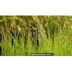 MELICA nutans MELICA nutans